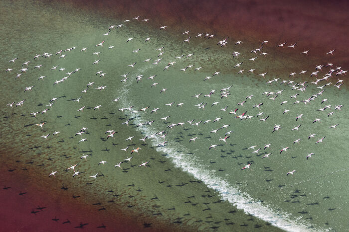 An Aerial Photographer of the Year image showcasing flamingos in flight above a vibrant red and green lake.