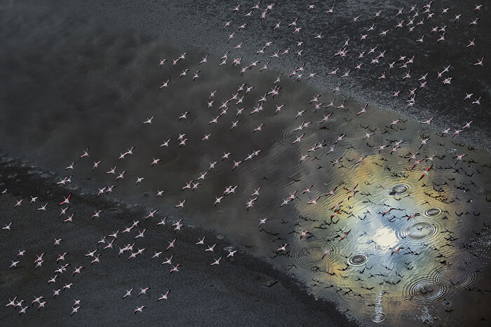Spectacular Aerial Photographer of the Year image featuring flamingos flying over water with reflections.