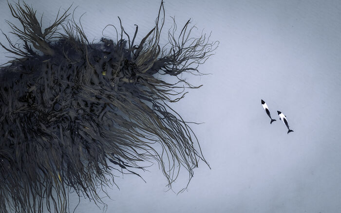Spectacular aerial photograph of two orcas swimming past a large, dark mass of kelp in clear water.
