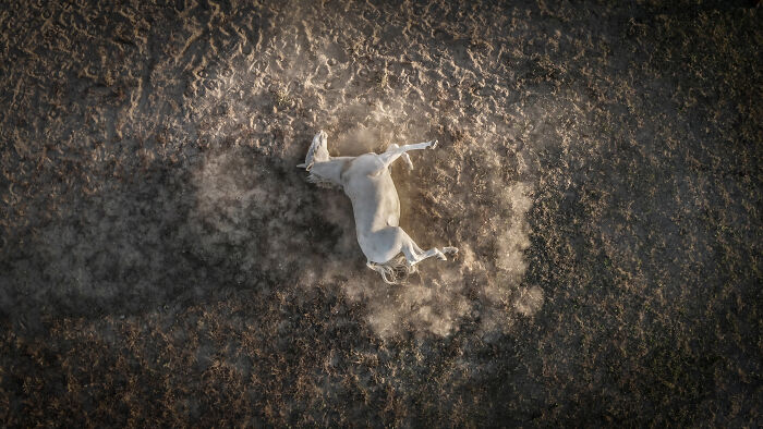 A white horse rolling in the dirt, captured from an aerial perspective in an award-winning photo.