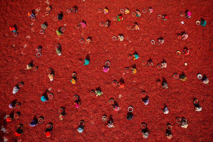 “Harvesting Red Chilies” By Azim Khan Ronnie