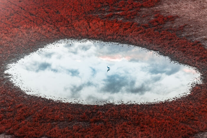 “Birdie In The Sky” By Vitaly Golovatyuk