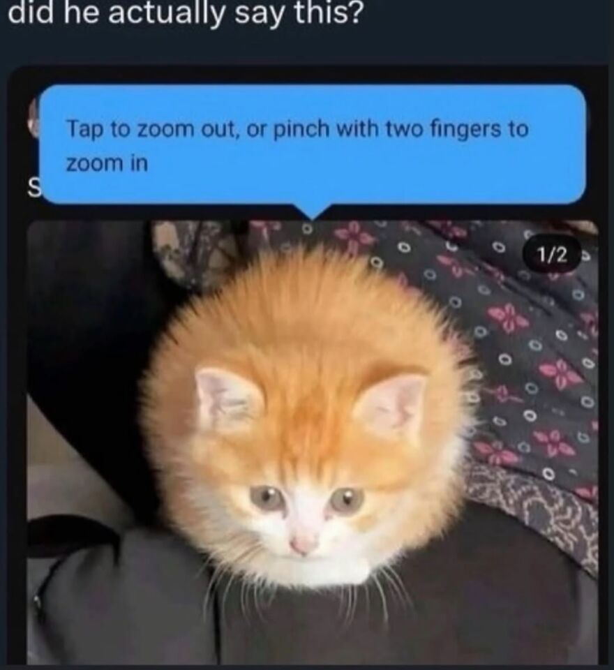 An unhinged screenshot of an orange, fluffy kitten, funny and zoomable.