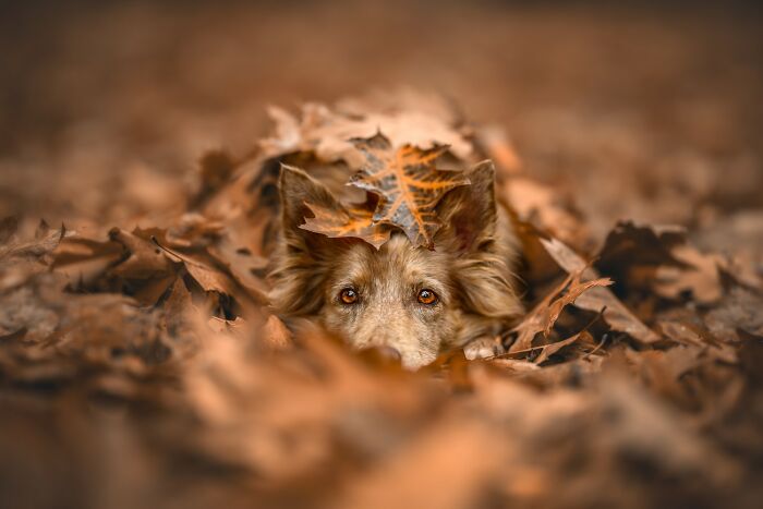 Domestic Animals Category, Honorable Mention: "Under The Autumn Blanket" By Lucie Nermuťová