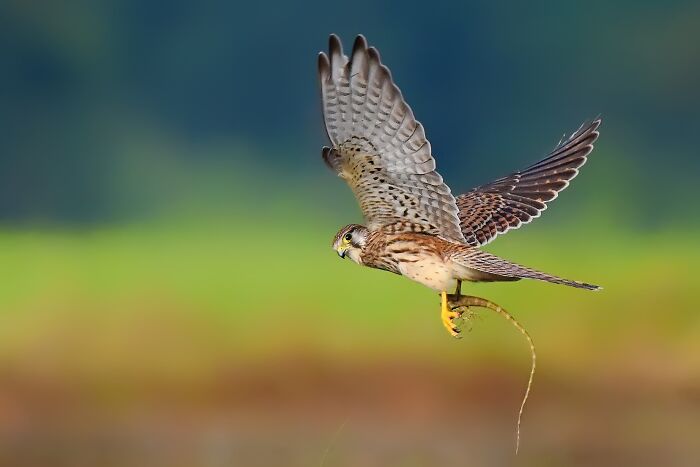 A kestrel, one of the colorful birds of India, in flight, holding a lizard in its talons against a blurred green and blue background.
