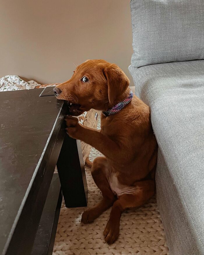 These 40 Adorable Dogs Are Exactly What You Need To Start Your Week With A Smile