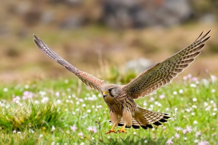 A kestrel, one of the colorful birds of India, flying low over a field of green grass and small white flowers.