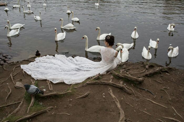 A street photographer captures a serendipitous moment: a bride in a white gown by a lake with swans.