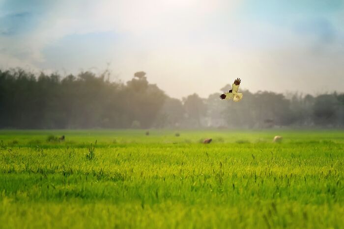 A colorful bird of India in mid-flight over a lush green field, with a distant treeline under a bright sky.