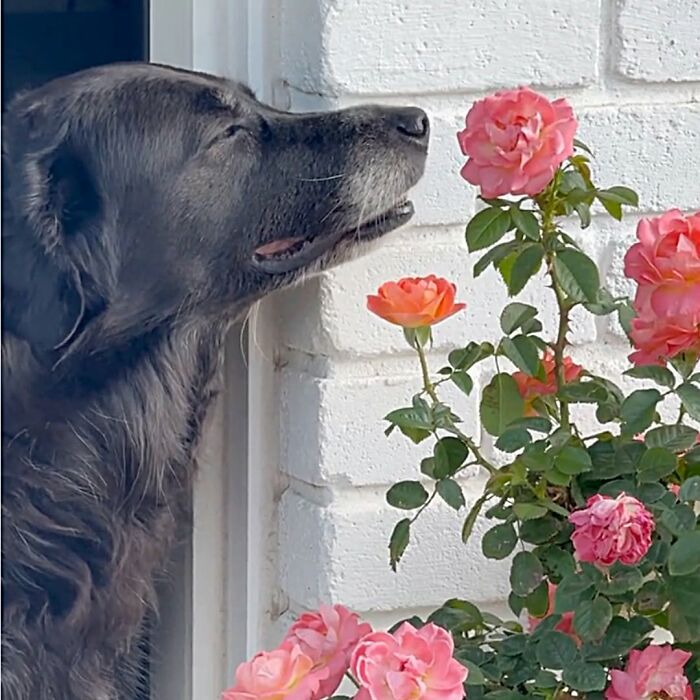 A beautiful black dog with its eyes closed, happily sniffing a bush of vibrant pink roses next to a white brick wall.