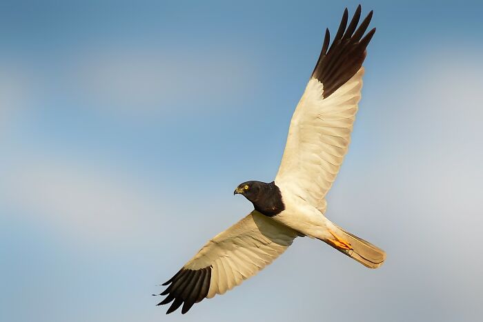 Majestic colorful bird of India soaring high against a light blue sky, showcasing its striking black and white plumage.