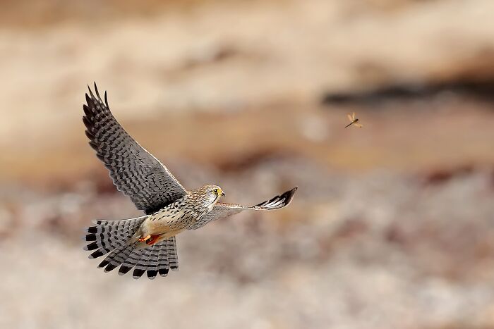 Dynamic shot of a colorful bird of India with intricate feather patterns, flying with wings spread, a dragonfly in the background.