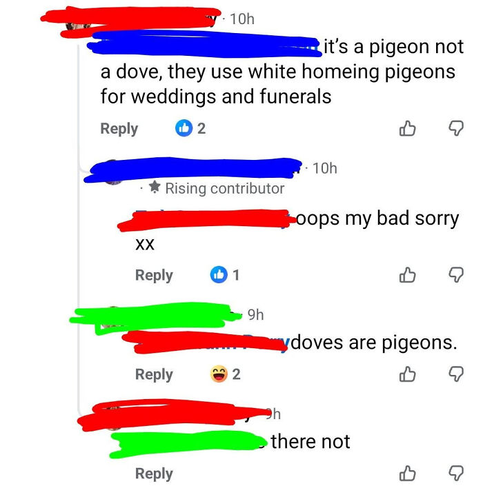 A social media exchange where Know-It-Alls correct a user about pigeons versus doves.