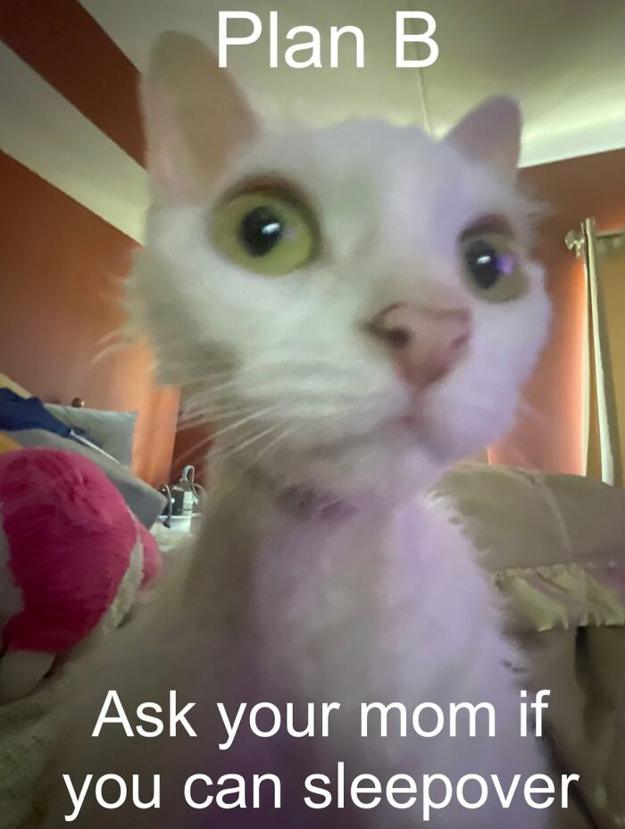 A blurry close-up of a Devon Rex cat's face, with text Plan B and Ask your mom if you can sleepover.