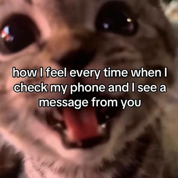 A wide-eyed cat with an open mouth, a hilarious meme expressing excitement about receiving a message, very relatable.