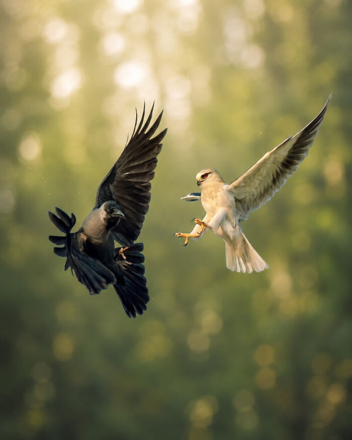 Two colorful birds of India, a black-winged kite and a crow, engaged in an aerial interaction.