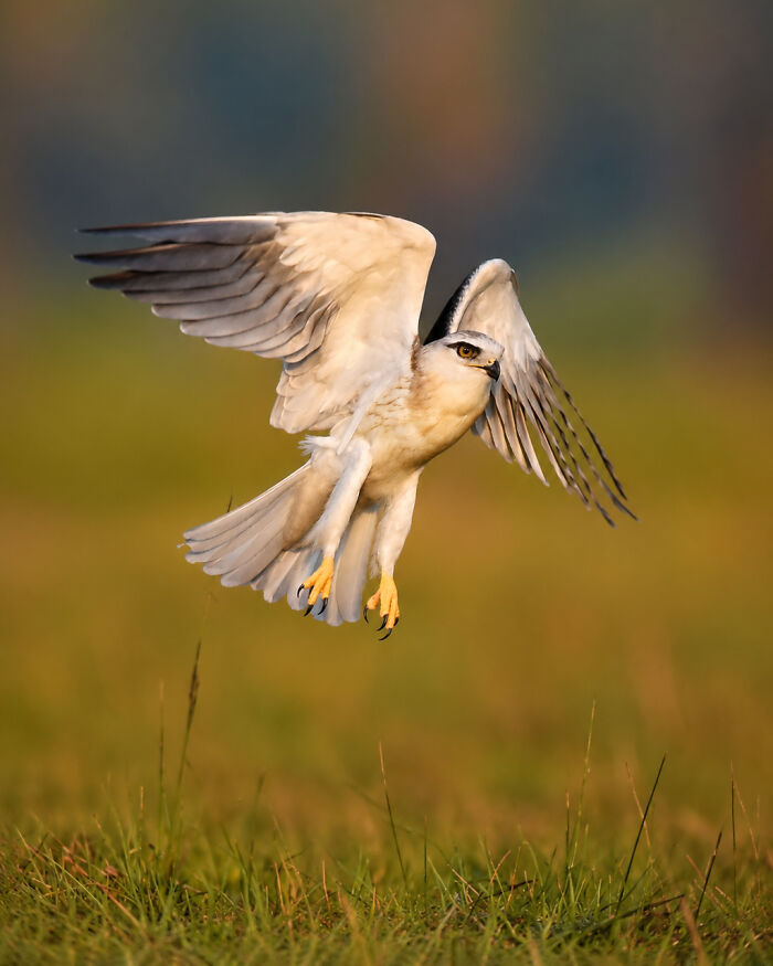 A colorful bird of India, a black-winged kite, captured mid-flight over a grassy field during golden hour.
