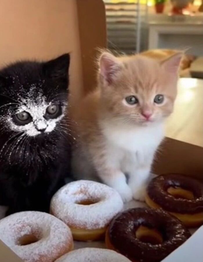 Two adorable kittens sit in a box of donuts, one black with powdered sugar, a funny animal photo.