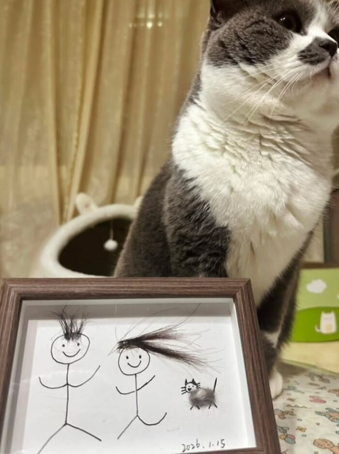 A funny animal cat with gray and white fur sitting next to a framed drawing with human hair for a comical effect.