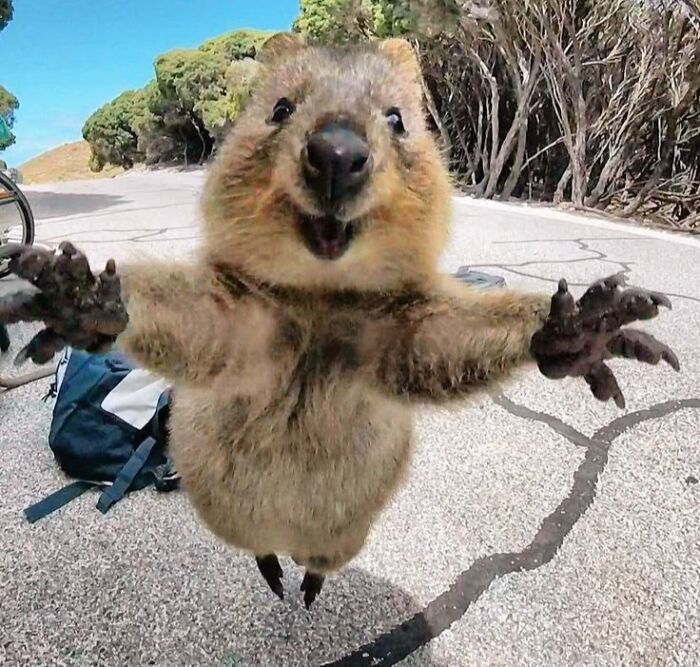 A happy quokka with open arms, a funny animal photo. The quokka is looking at the camera with a big smile.
