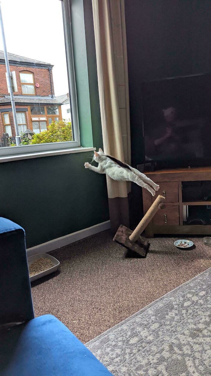 A cat stretches out horizontally between a window and a curtain, captured moments before disaster.