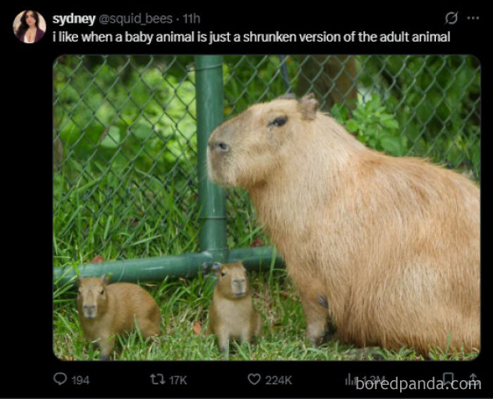 A large capybara with two small baby capybaras, showing a funny and unpredictable animal fact.