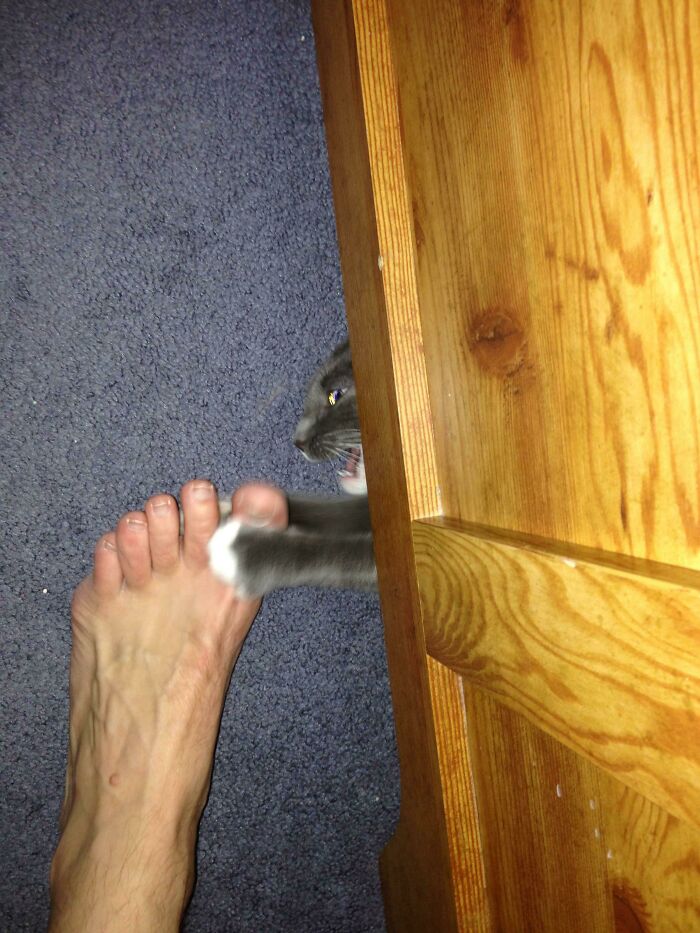 Hilarious photos of a gray cat with white paws reaching out from under a wooden bed to swat at a person's foot, moments before disaster struck.