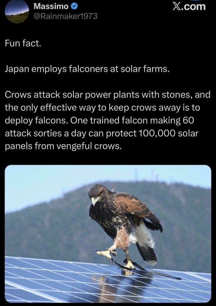 A falconer bird on a solar panel in an unpredictable sentence post, highlighting funny sentences.