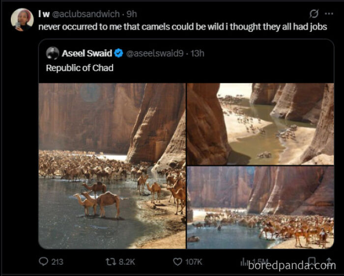A funny, unpredictable sentence on X.com about wild camels, with images of camels in Chad.