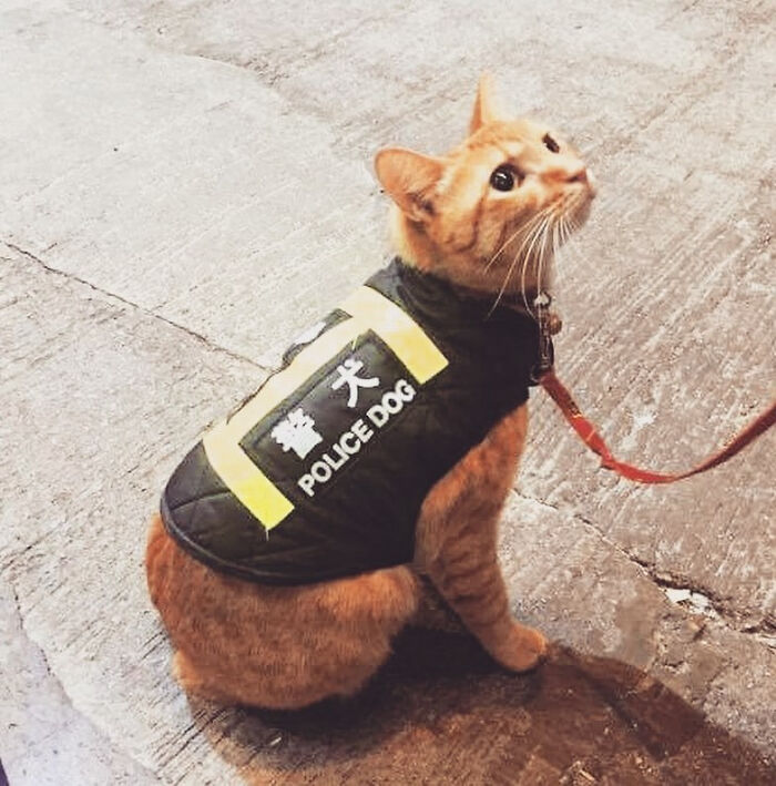 An orange tabby cat wearing a vest labeled POLICE DOG, a humorous You Had One Job common sense fail.