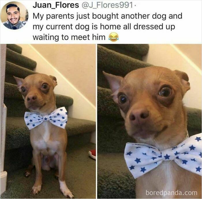 A soulful post showing a small dog in a bow tie, waiting to meet a new dog, offering soul-healing.