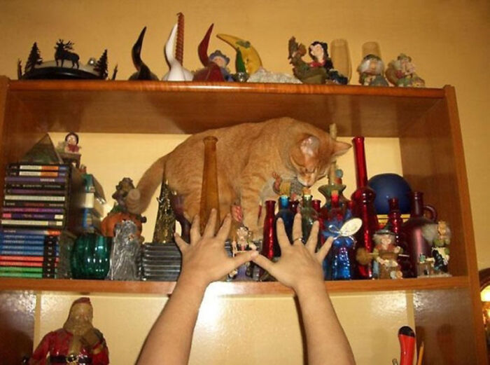 A cat precariously balanced on a shelf of knick-knacks with hands reaching up, a hilarious photo moments before disaster.