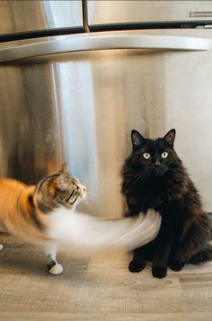 A black cat looks surprised as another cat quickly swipes at it, caught in a photo moments before disaster.