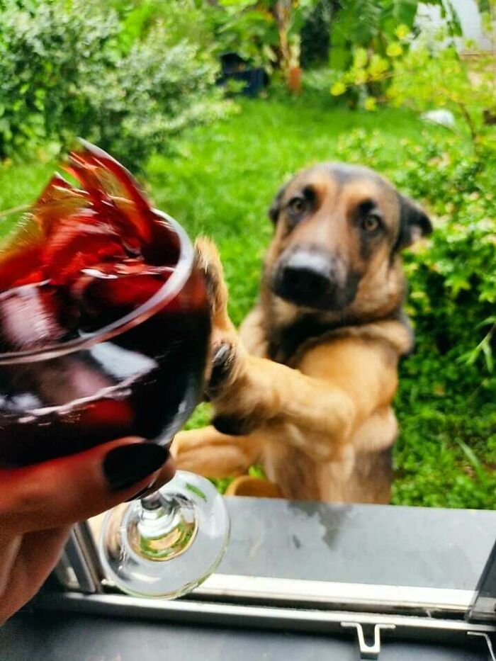 Hilarious photos taken moments before disaster struck: Dog reaching for a spilling glass of red wine.