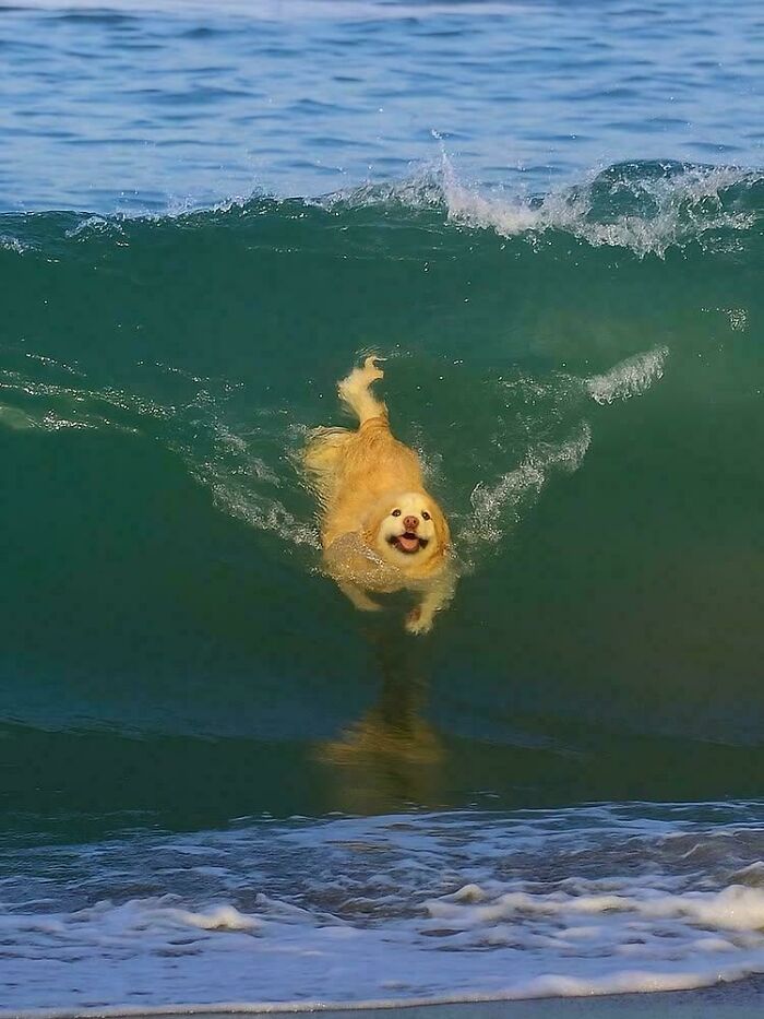 A happy golden retriever surfs a wave in the ocean, captured moments before disaster strikes.