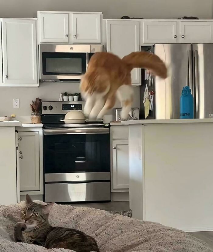 A blurry orange cat jumps from a counter, captured moments before disaster, as a tabby cat watches from below.