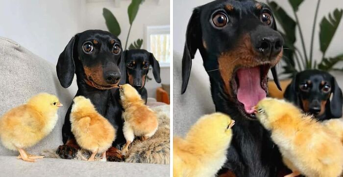 Hilarious photos of two dachshunds and three chicks; one dog is yawning at a chick, moments before disaster struck.