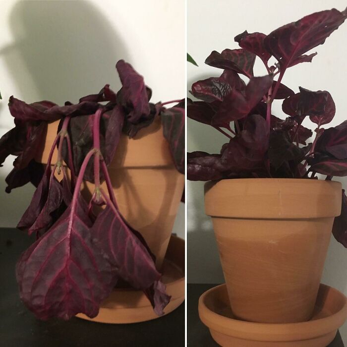 A before-and-after photo of a wilted plant that revived after watering, showing how much things can change.