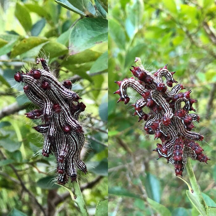 Before-and-after photos showing a cluster of caterpillars on a branch before and after a change in their arrangement.