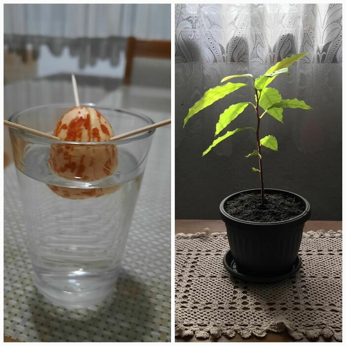 Before-and-after photos of an avocado seed sprouting into a plant, a great example of how things can change.
