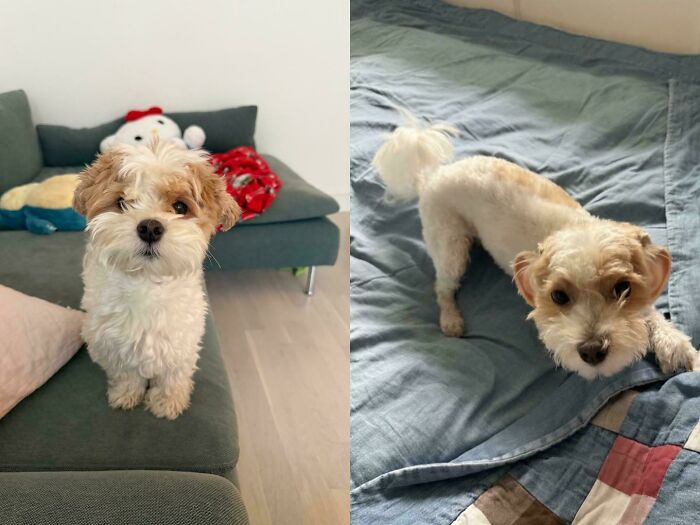 Before-and-after comparison of a fluffy puppy and a recently groomed dog, showing how things can change.