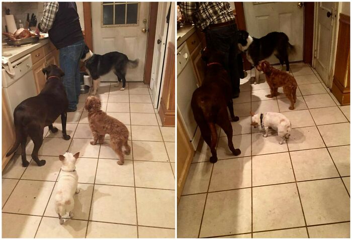 A before-and-after photo diptych showing multiple dogs eagerly watching a person in the kitchen before and after food is prepared, illustrating how much things can change.