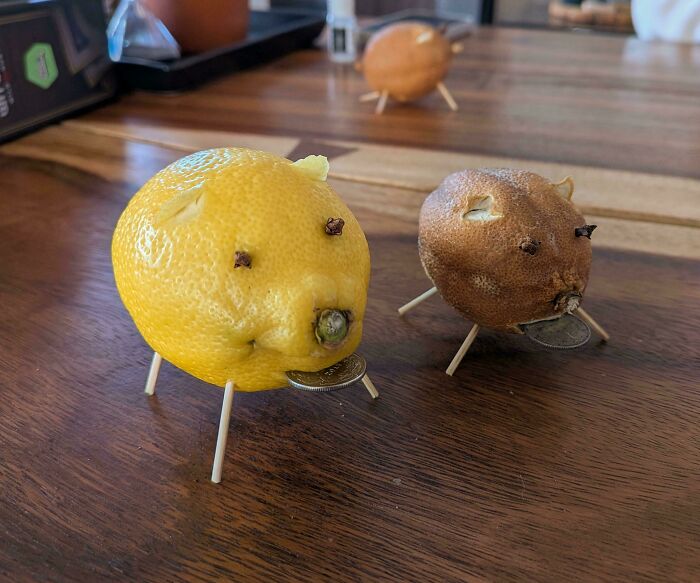 Before-and-after photo of lemons shaped like pigs, one yellow and plump, the other shriveled and brown, showing how things can change.