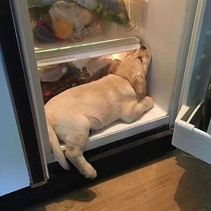 Adorable animal pic of a golden retriever puppy cooling off inside a refrigerator, a cute emergency moment.