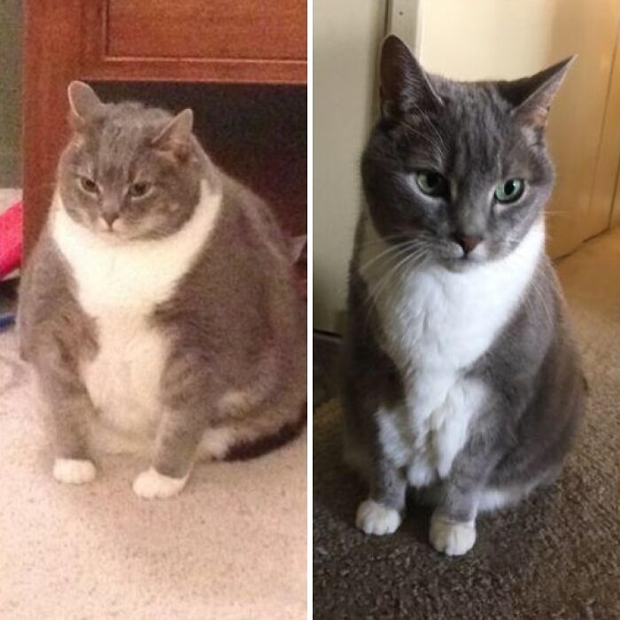 A before-and-after photo shows a fluffy gray and white cat, first looking overweight, then slender, showing how things can change.