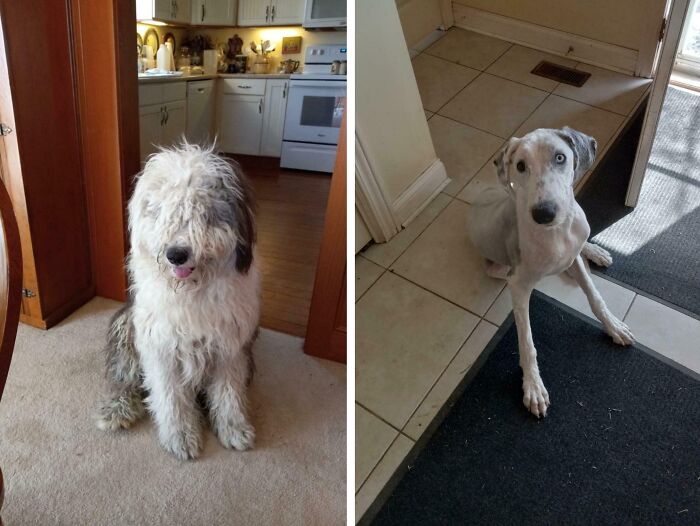A before-and-after photo of a shaggy Old English Sheepdog next to a sleek greyhound, showing interesting changes.