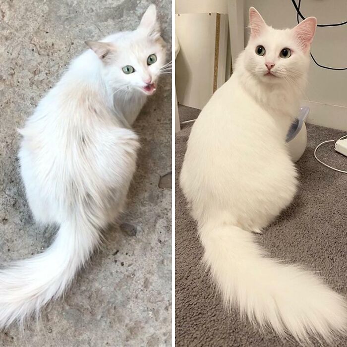 Before and after photo of a white cat showing how much things can change with care.