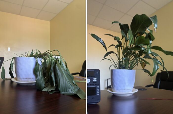 A before-and-after photo illustrates a wilted houseplant revived and upright, showing how things can change.