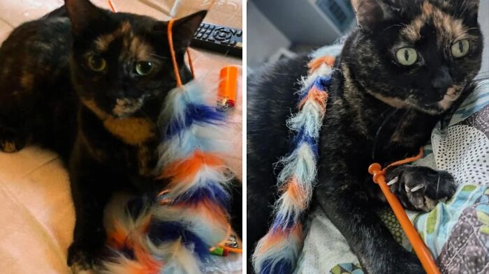 Before-and-after photo of a cat with a toy, showing how much its playful attitude can change in different settings.