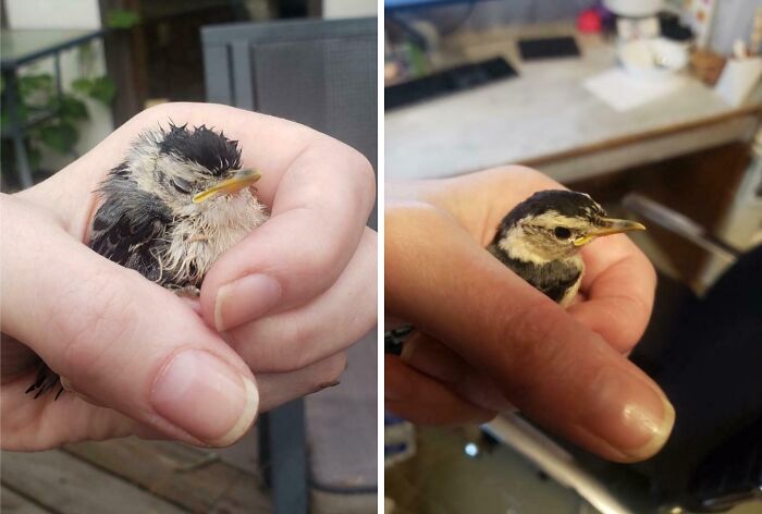 Before-and-after photos of a small bird being cared for, showing its transformation.